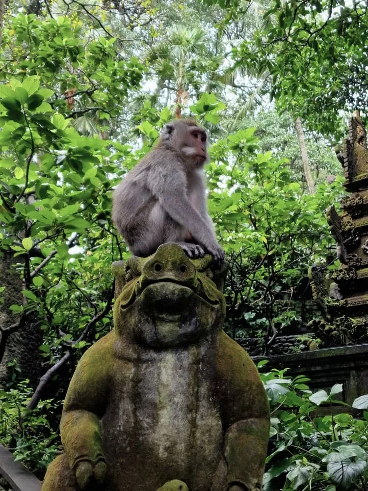 Santuario della Foresta delle Scimmie